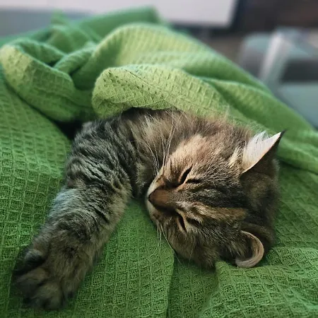 Soulnest Peace Bedroom In Shared Flat Δωμάτια σε οικογενειακή κατοικία *