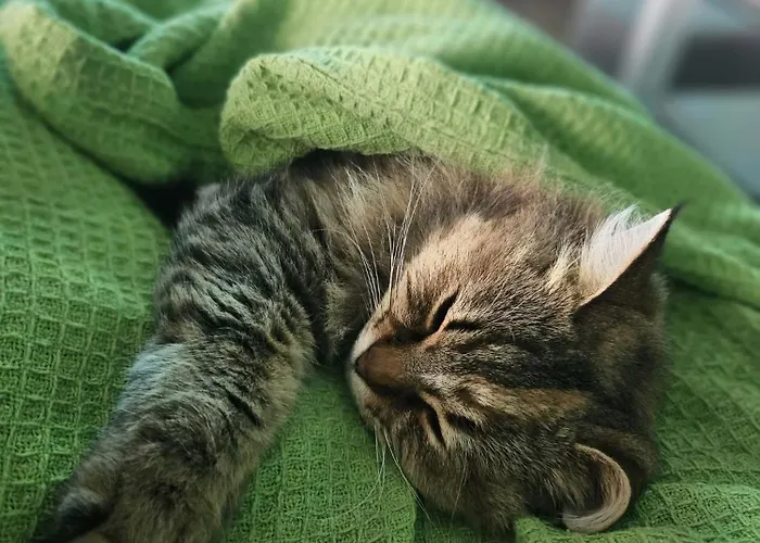 Soulnest Peace Bedroom In Shared Flat Δωμάτια σε οικογενειακή κατοικία *